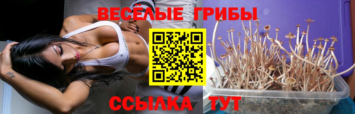 сколько стоит  Вход с VPN  Псилоцибиновые грибы ЛСД  Кинель  Псилоцибиновые грибы Magic Shrooms 